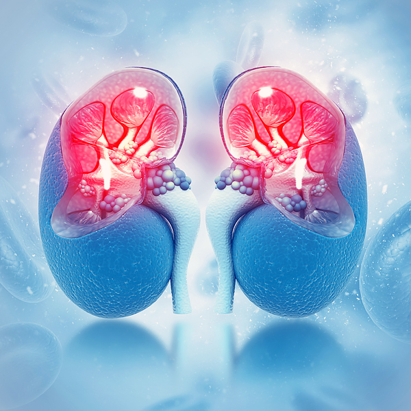 An illustration of human kidneys