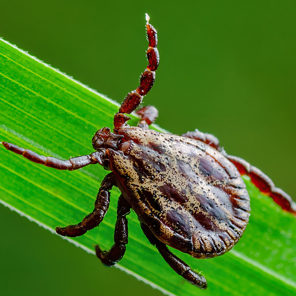 A tick on a green plant