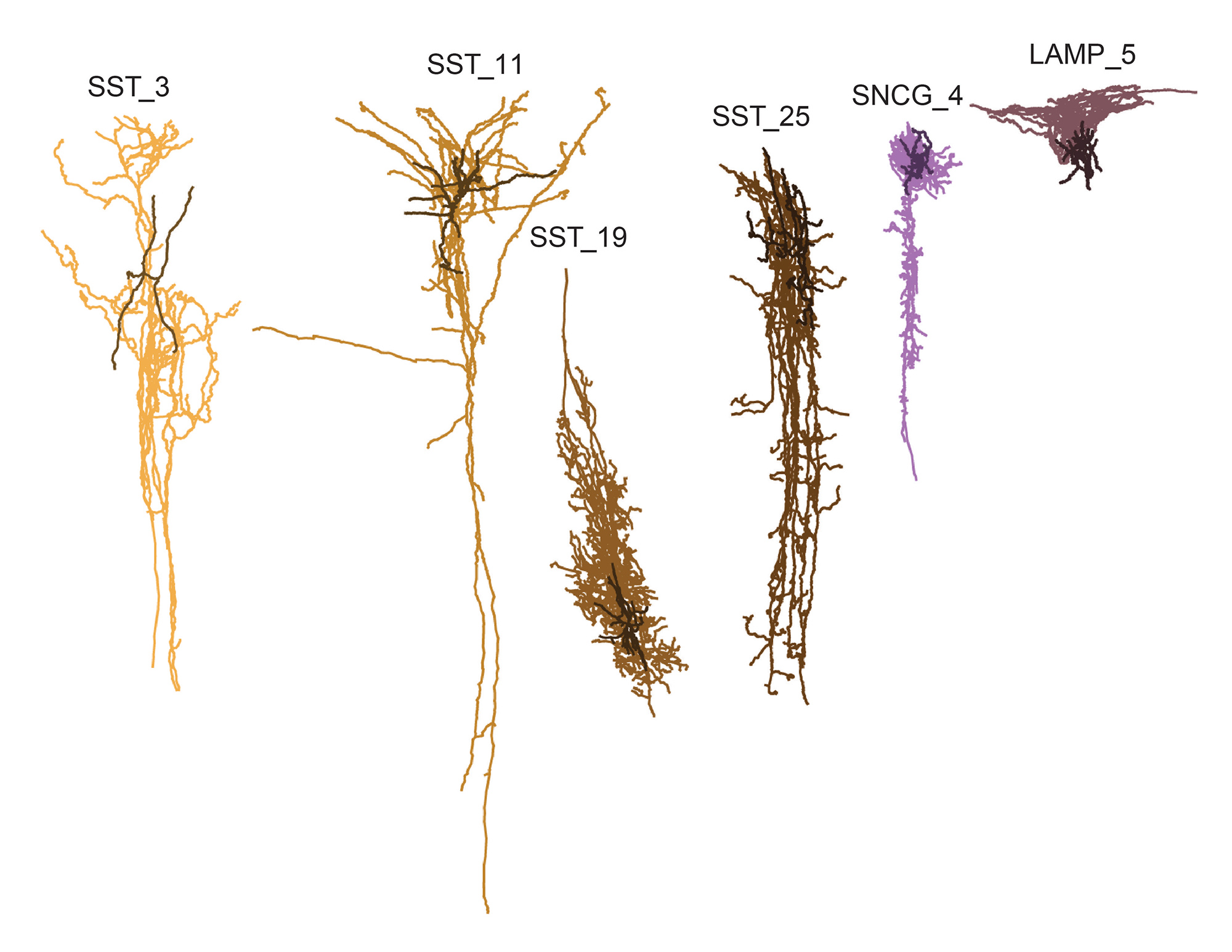 Image créée par ordinateur de six cellules cérébrales qui peuvent être affectées en premier par la maladie d'Alzheimer.