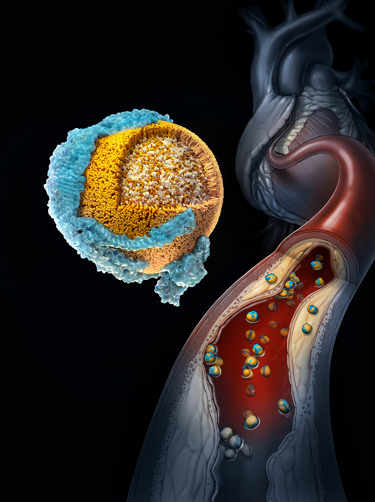 NIH research reveals new insights about how ‘bad’ cholesterol works in the body