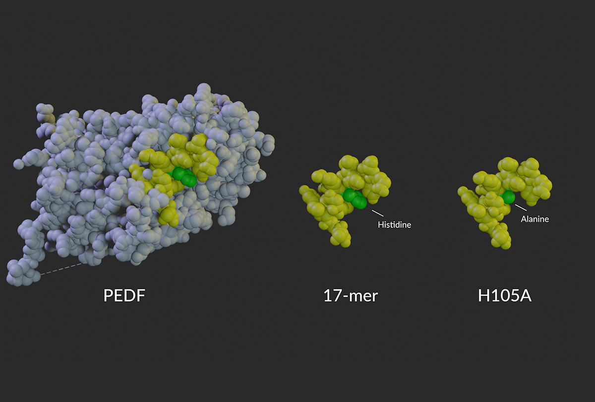 NIH researchers develop eye drops that slow vision loss in animals