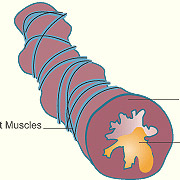 Protein Patterns Distinguish Asthma Subtypes | National Institutes of ...