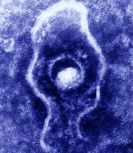 cold virus microscope
