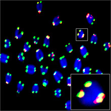 Gene Rejuvenates Mouse Embryonic Stem Cell Immortality | National ...