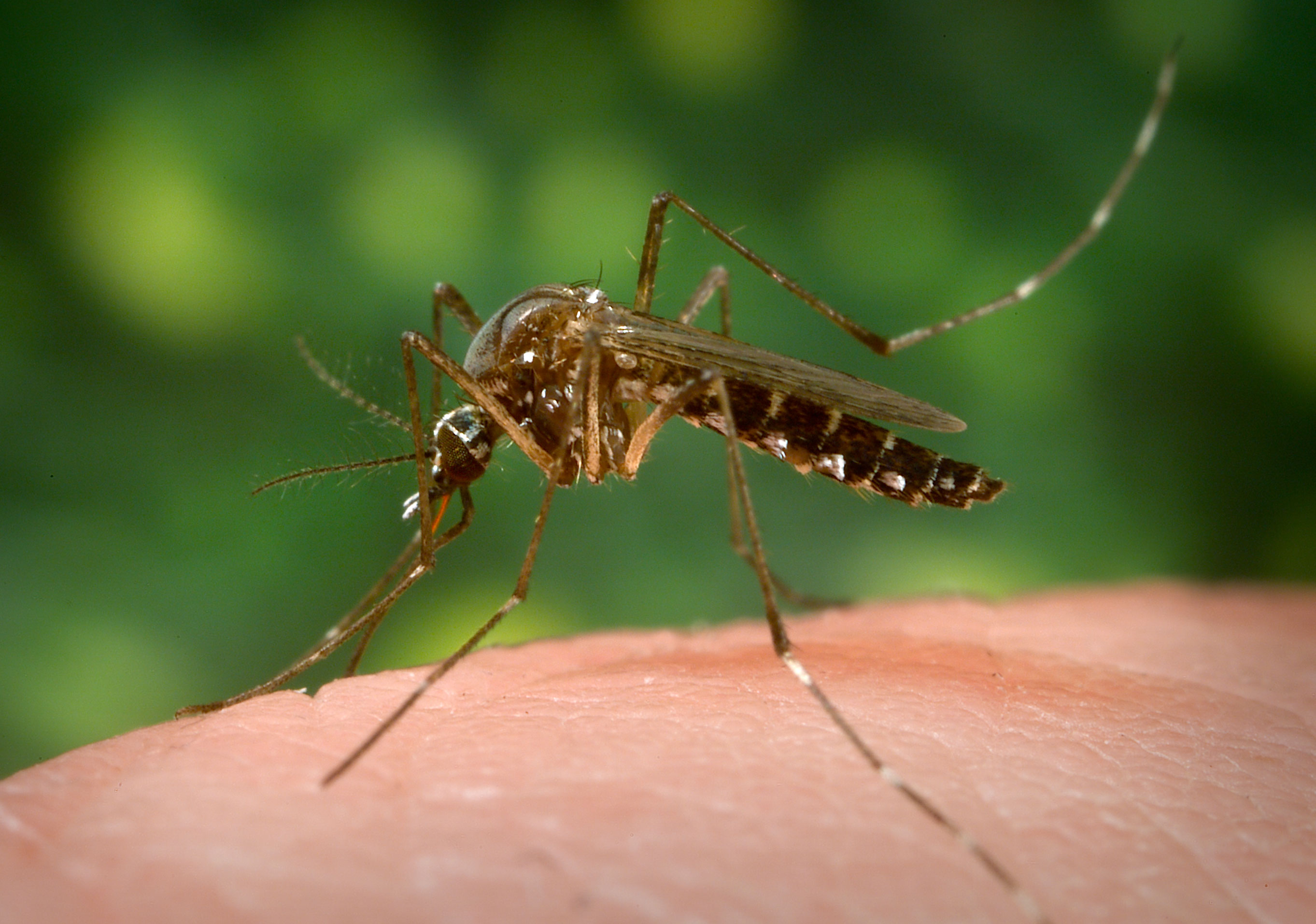 lifetime-of-mosquito-clearance-discounts-save-59-jlcatj-gob-mx