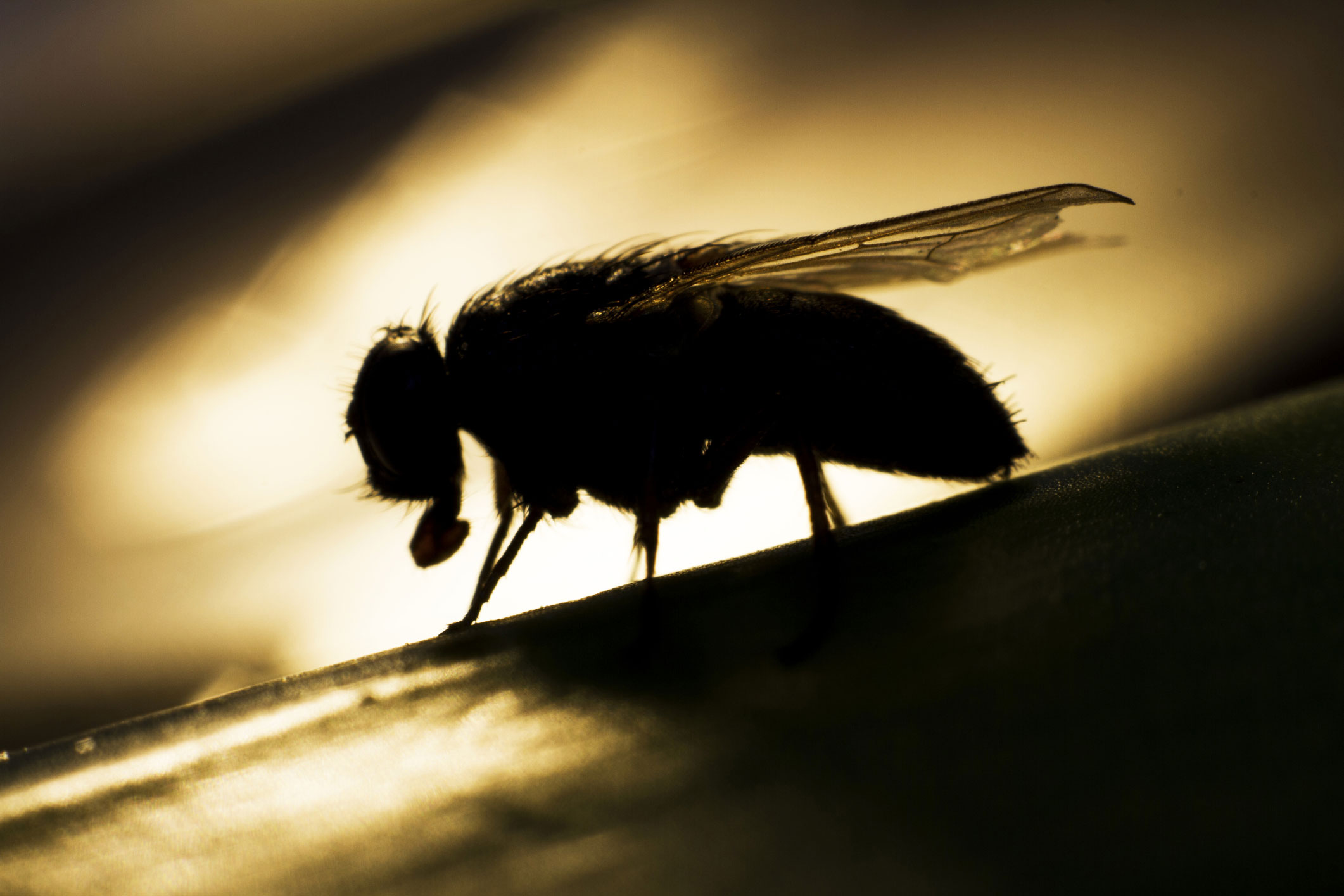 fruit-flies-yield-insights-into-aging-national-institutes-of-health-nih