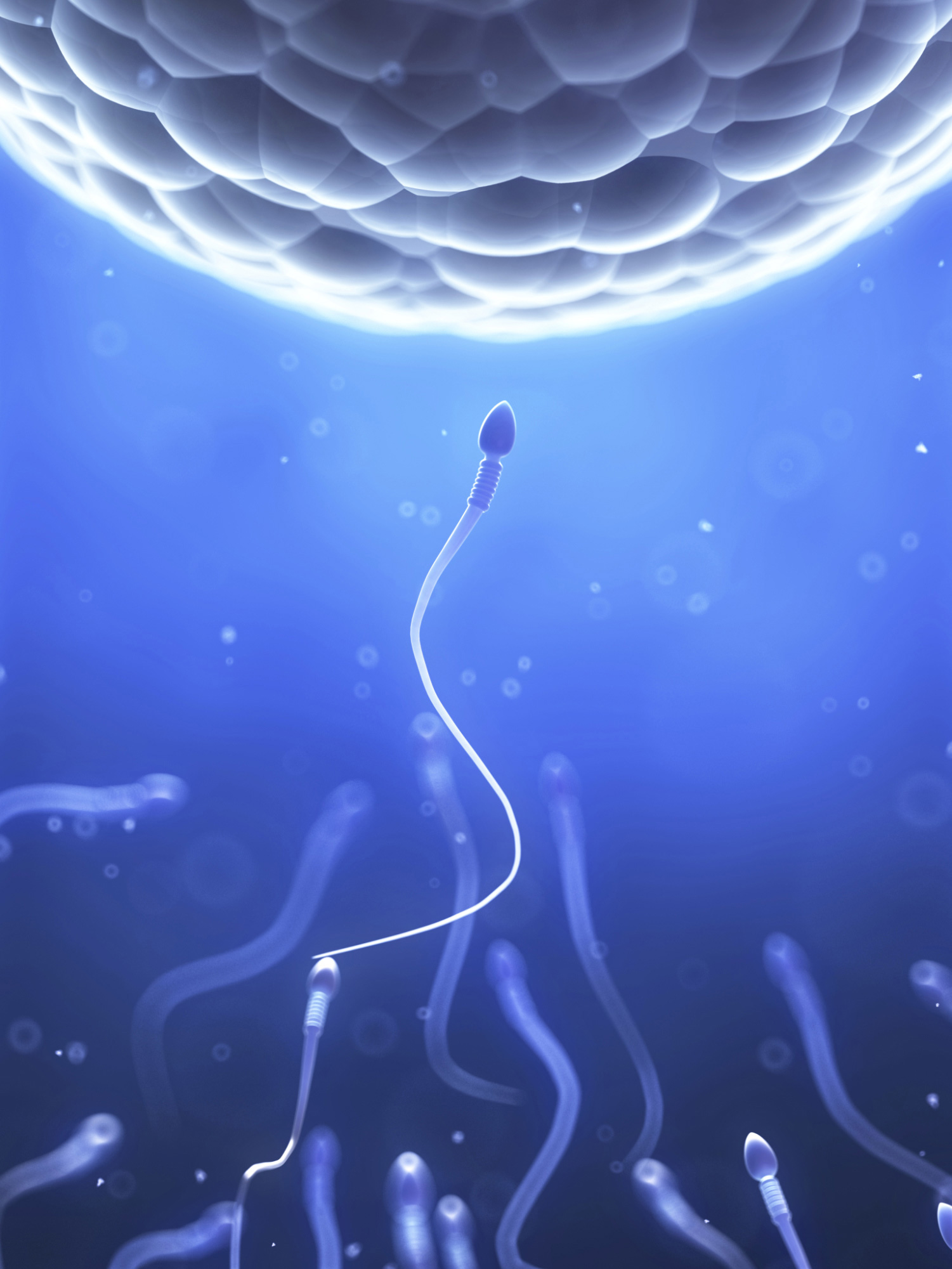 sperm travel distance