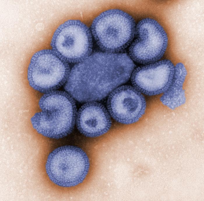 Building A Better Flu Vaccine 