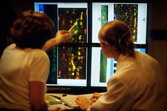 Two female scientists looking at images of mouse muscle fibers on a confocal microscope projection screen