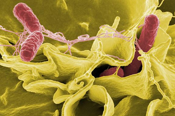 Salmonella bacteria, a common cause of food poisoning, invading an immune cell