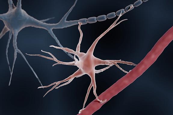 Illustration of an astrocyte with extensions connected to a blood vessel at bottom and a neuron at top.