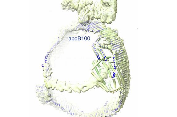 Illustration shows apoB100 has a ladder-like belt and an overall rounded structure that enables it to hold a cargo of lipid.