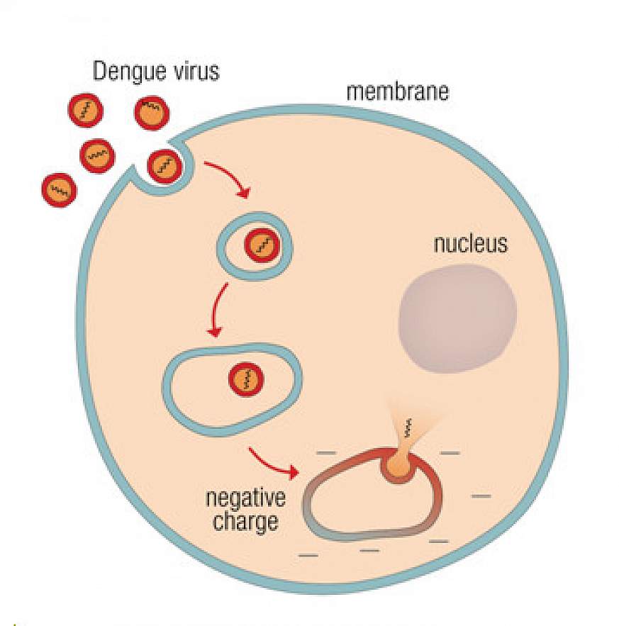 dengue fever virus structure