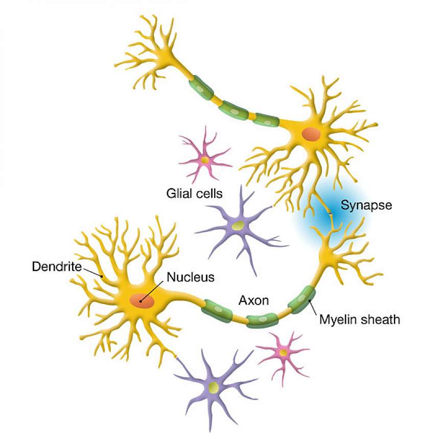 what do neurons do in the brain