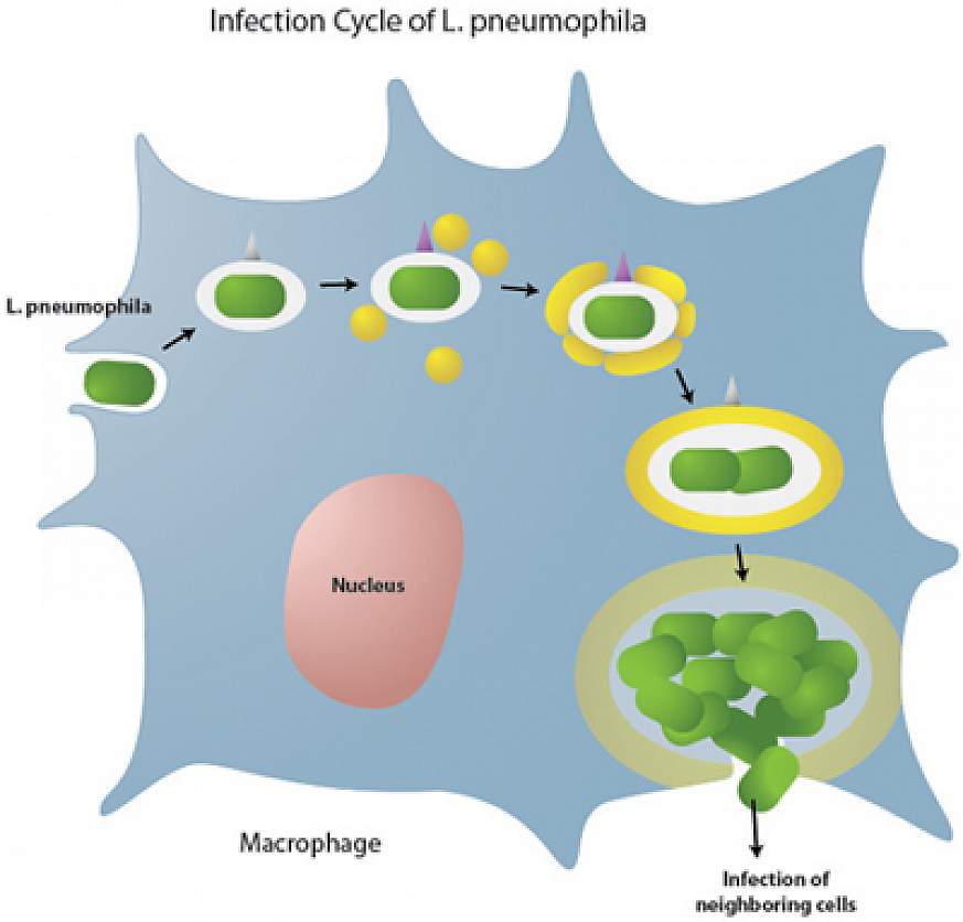 Key Step Identified In Legionnaire’s Disease Infection Process ...