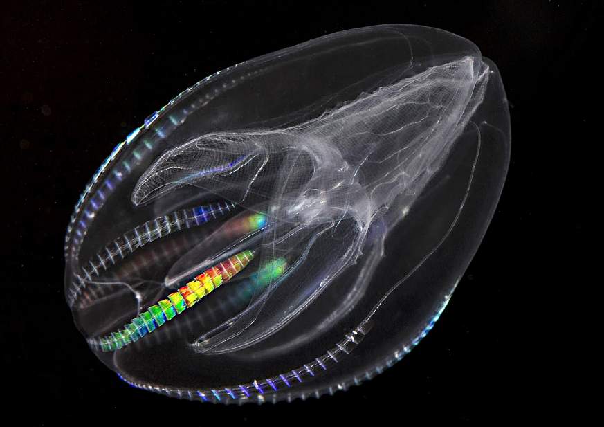 Comb jelly on sale