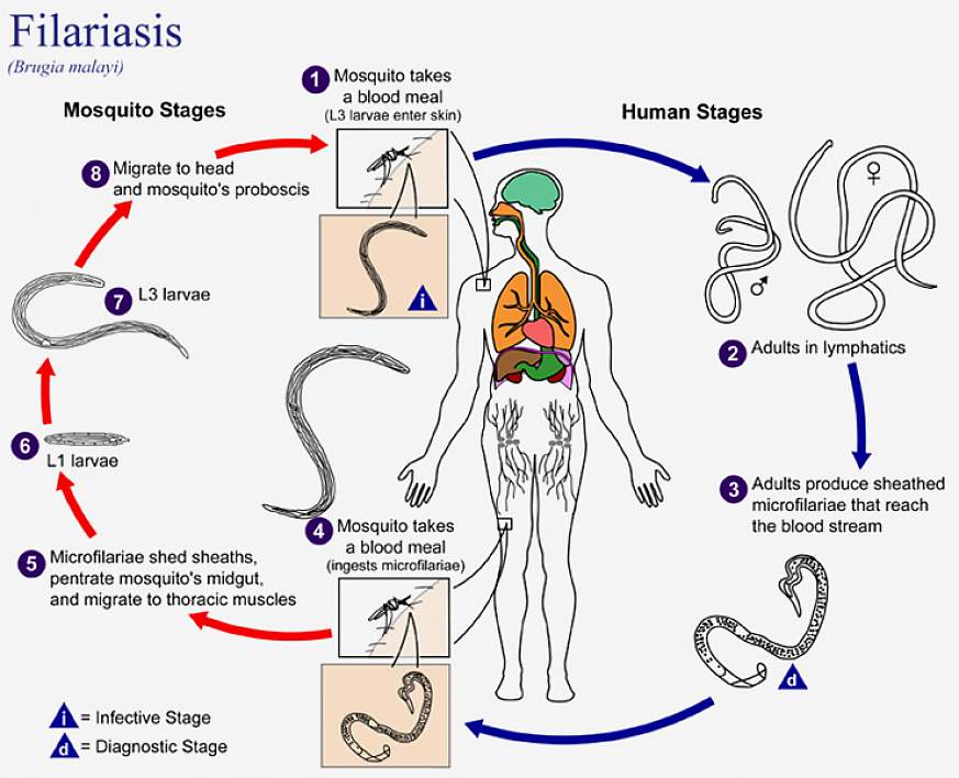 Elephantiasis is caused by which deals mosquito