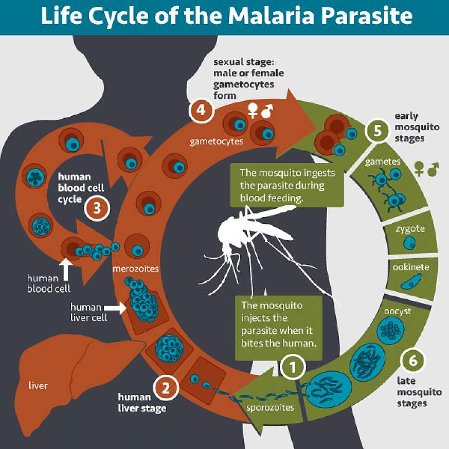 presentation of malaria