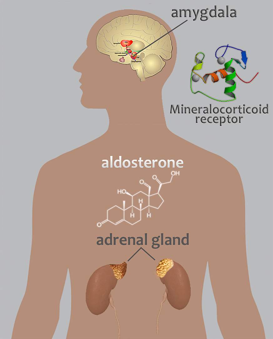 hormone secreted by the adrenal glands