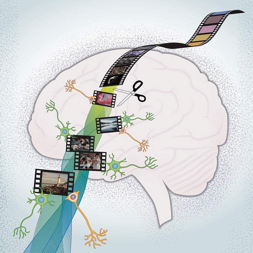 Researchers uncover how the human brain separates, stores, and