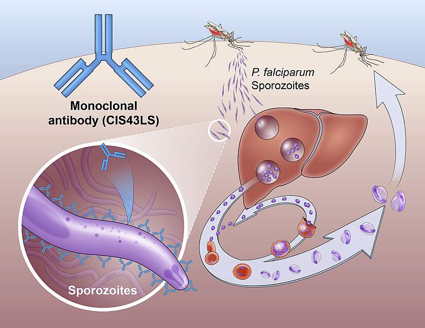 Monoclonal Antibody Prevents Malaria Infection In African Adults ...