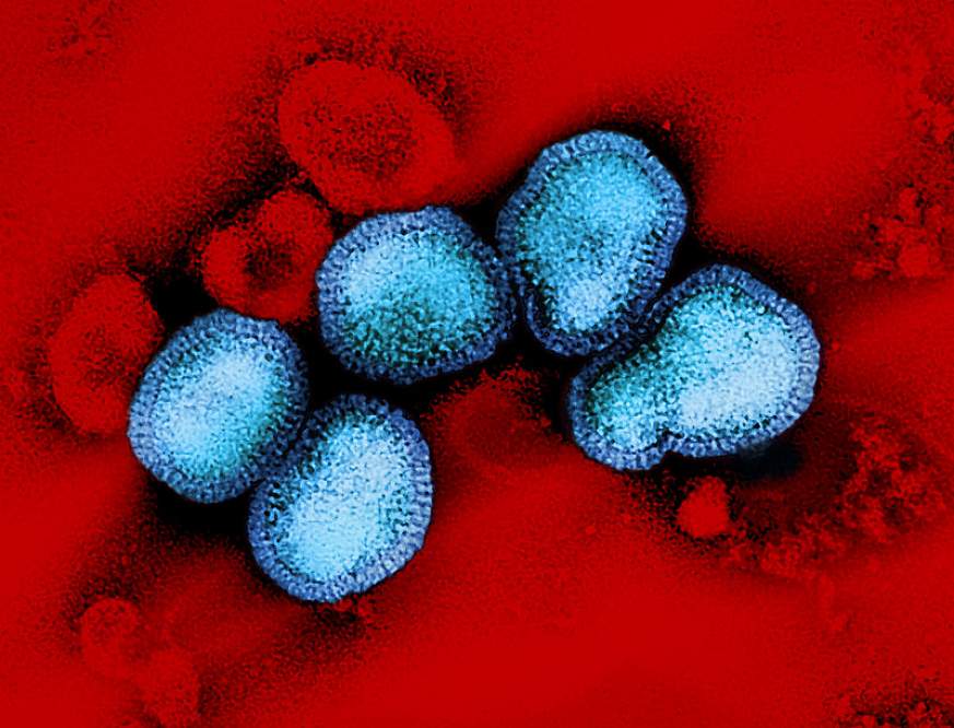 New antibodies target “dark side” of influenza virus protein