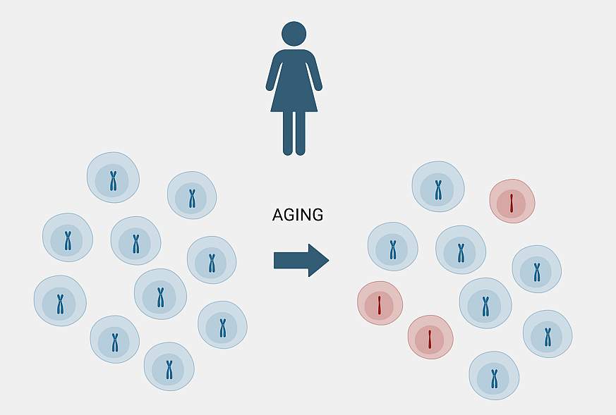 Illustration showing some women lose copies of the X chromosome as they age.
