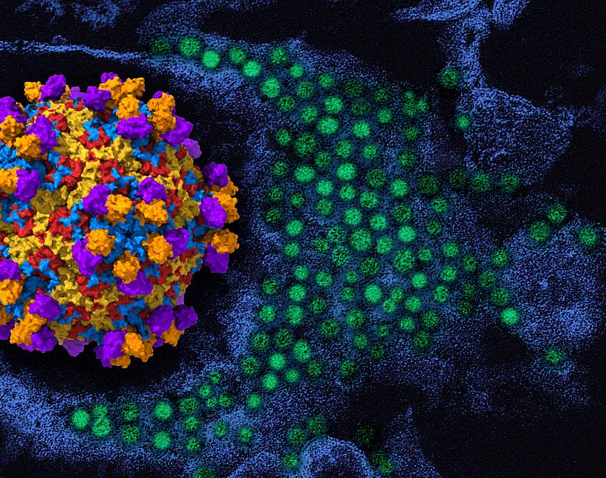 A 3D rendering of enterovirus D68 (viral proteins red, yellow, blue) with human monoclonal antibody EV68-228 (orange/purple). To the right in the background is a colorized transmission electron micrograph of enterovirus D68 virus particles (green).