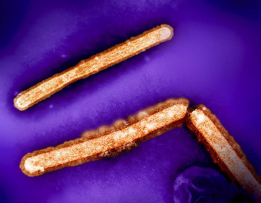 Image of three orange rod shaped H5N1/bird flu particles against a purple background.