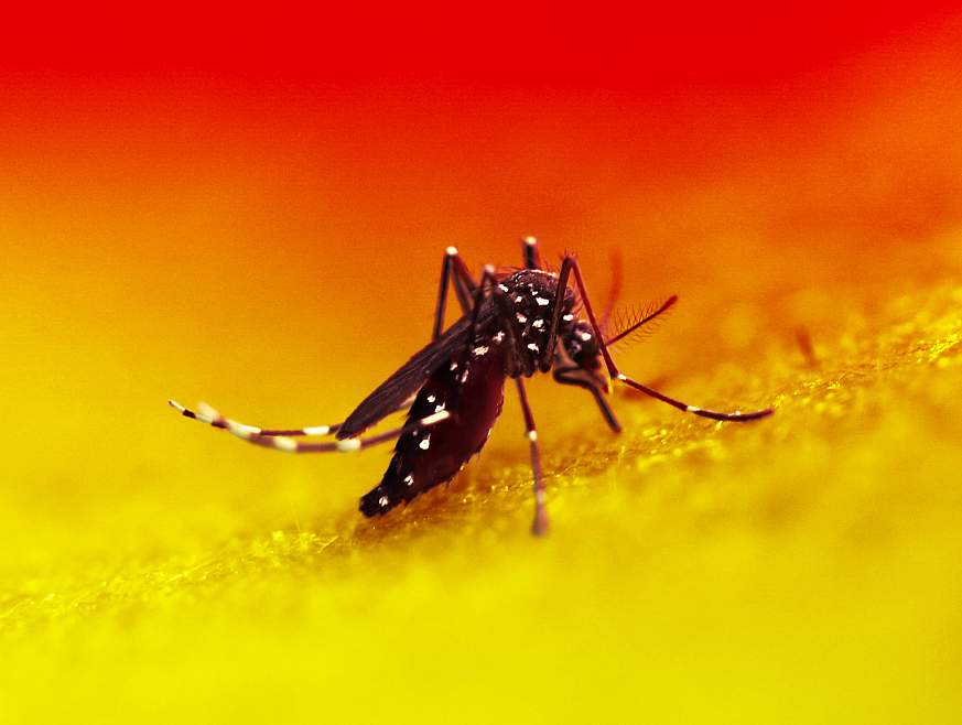 Aedes Mosquito