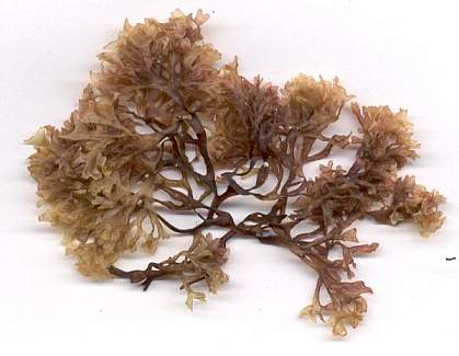 A branched stalk of Irish moss, a type of seaweed