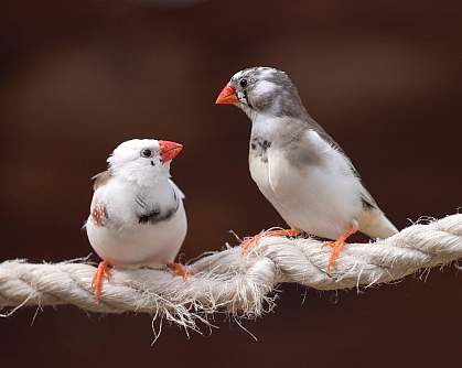 How Songbirds Learn Their Songs | National Institutes Of Health (NIH)