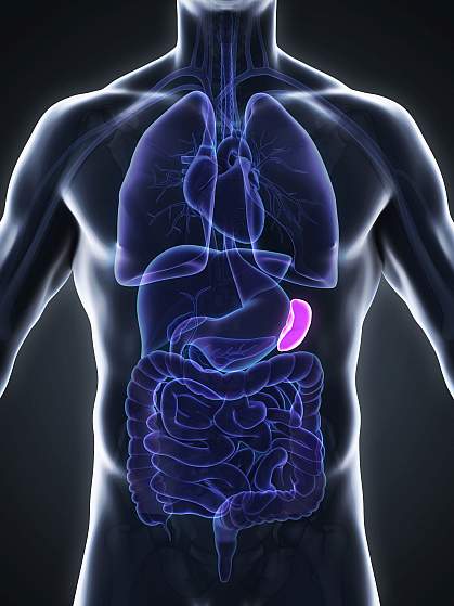 Illustration of spleen in human body,