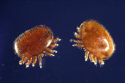 Two Varroa mites