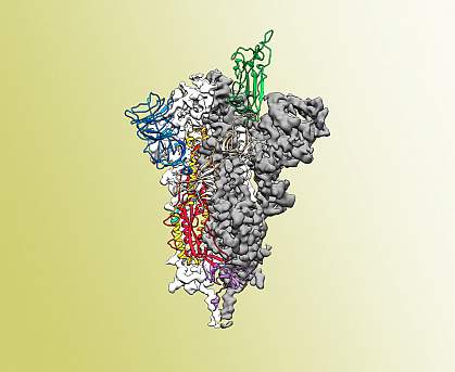 coronavirus spike protein