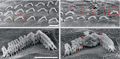 Scanning electron micrograph images show straight rows of hair-like structures in treated ears and disorganized ones in untreated ears.