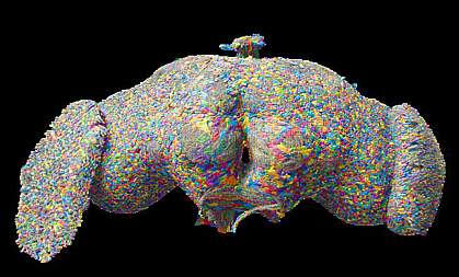 Multicolored illustration of a fly brain.