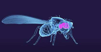 Image showing the brain inside an adult fruit fly.