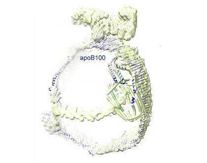 Illustration shows apoB100 has a ladder-like belt and an overall rounded structure that enables it to hold a cargo of lipid.