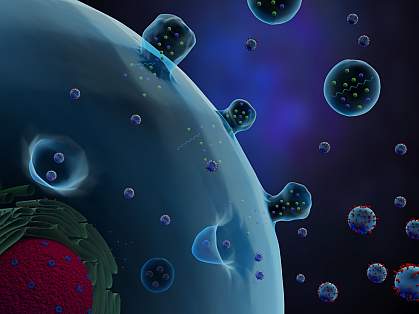 Illustration of a cell secreting extracellular vesicles.