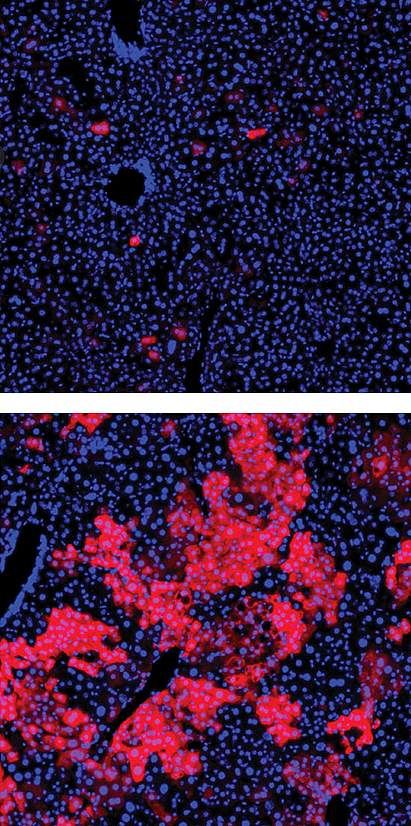 Fluorescence microscopy images show many more red cells in the Repair Drive mice.