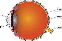 Age-related macular degeneration affects the macula, the part of the retina that provides central vision.