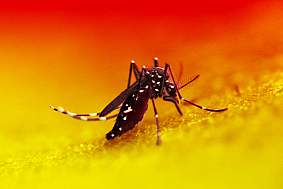 Aedes Mosquito