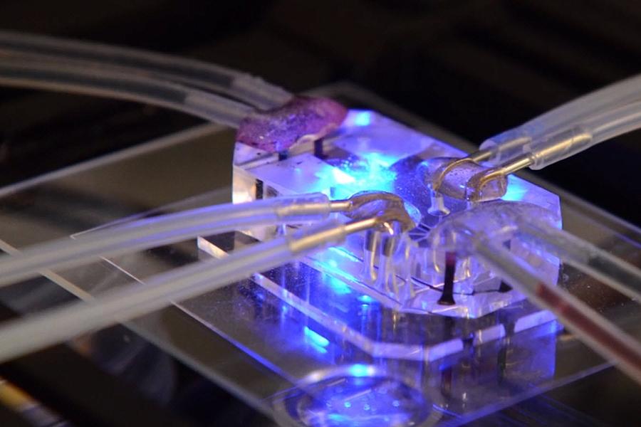 lung-chip.jpg Lung-on-a-chip.
