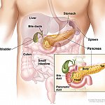 Anatomy of the pancreas