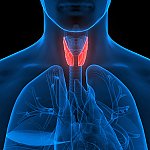 An illustration of a human thyroid gland