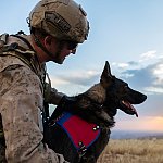 Image of a soldier with a service dog looking over a field