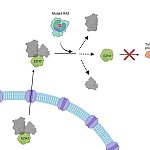 illustration of RAS protein activity