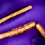 Image of three orange rod shaped H5N1/bird flu particles against a purple background.