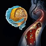 3D illustration of the makeup of LDL cholesterol in the bloodstream 